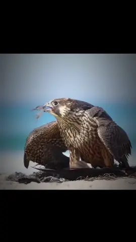 #قاطع #creatorsearchinsights 