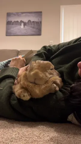 Every paw-up must be followed by aggressive love. It’s the rules 🐰 #rescuepets #cuddlebuddy #fureverhome #rabbits 