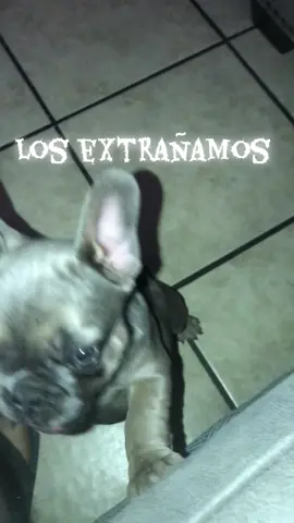 Para todos los que tenemos una mascota en el cielo 🐶🥲