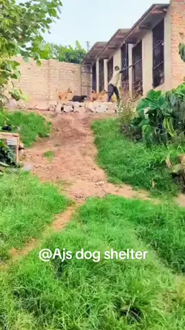 At Ajs shelter our main concern is the animals well being.   Look how excited they are !   Please comment, like, and share 🙏 