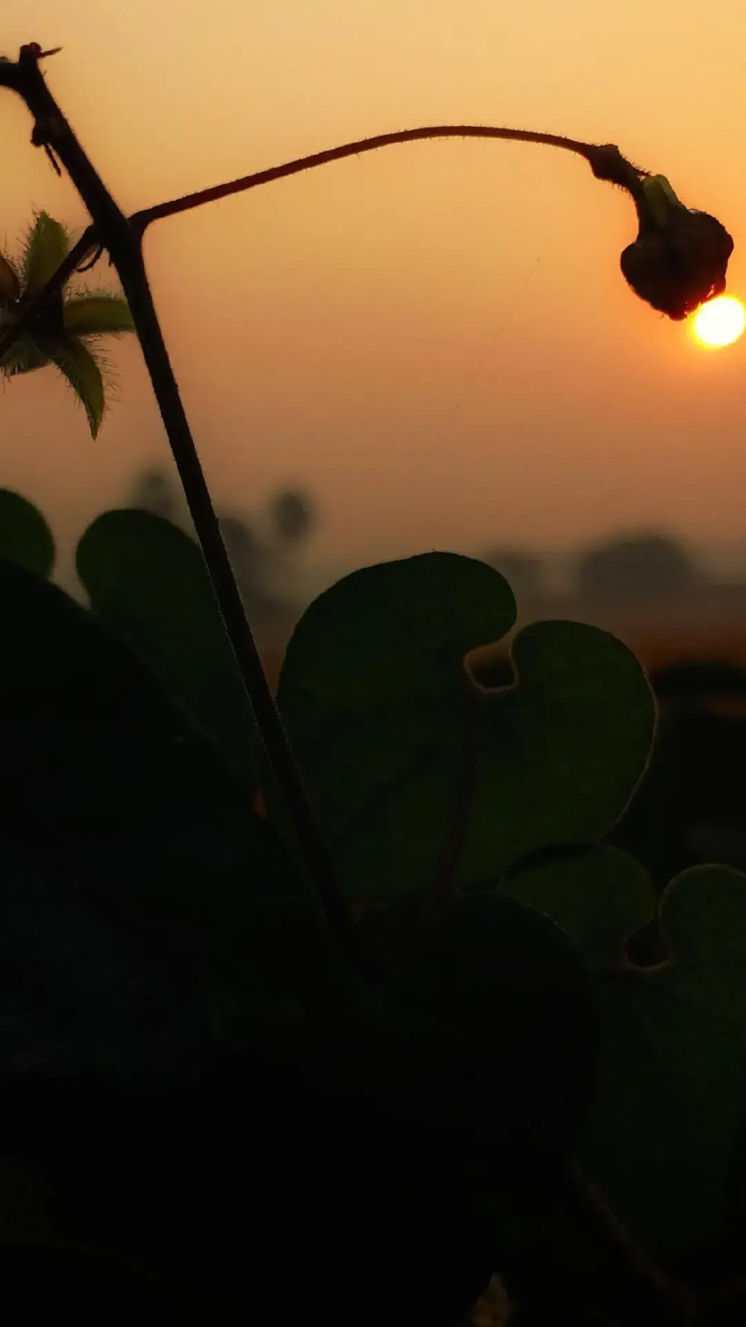 سنو روح من !! محبت میں برابری کیسی !! آپ حکم کریں --!! میں پاؤں چوم لوں!🥀🥺 #foryou #sportsontiktok 