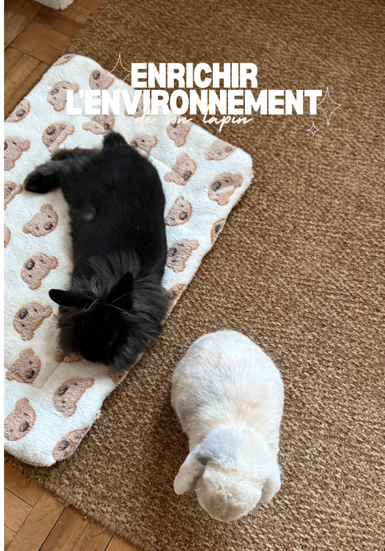 Et toi, quels sont les jouets préférés de ton lapin ?✨🎀 #bunnytok #bunniesoftiktok #fyp #bunny 