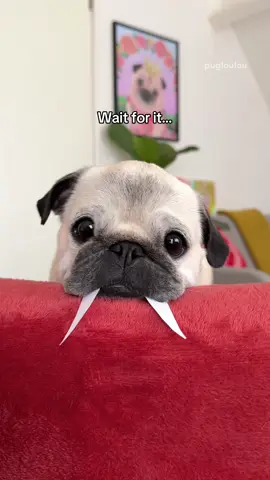 The resemblance is uncanny 😂❤️ (Loulou did NOT agree lol) #pug #dog #pugsoftiktok #dogsoftiktok 