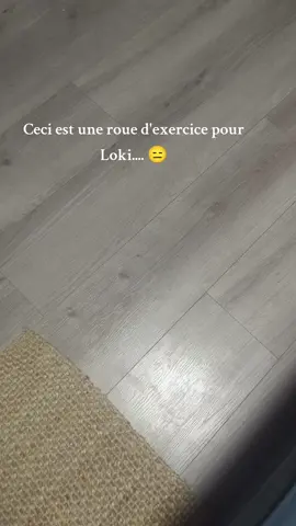 Il n'a pas compris le concept 😭#funnycat #chonkycat #catlover #fyp 