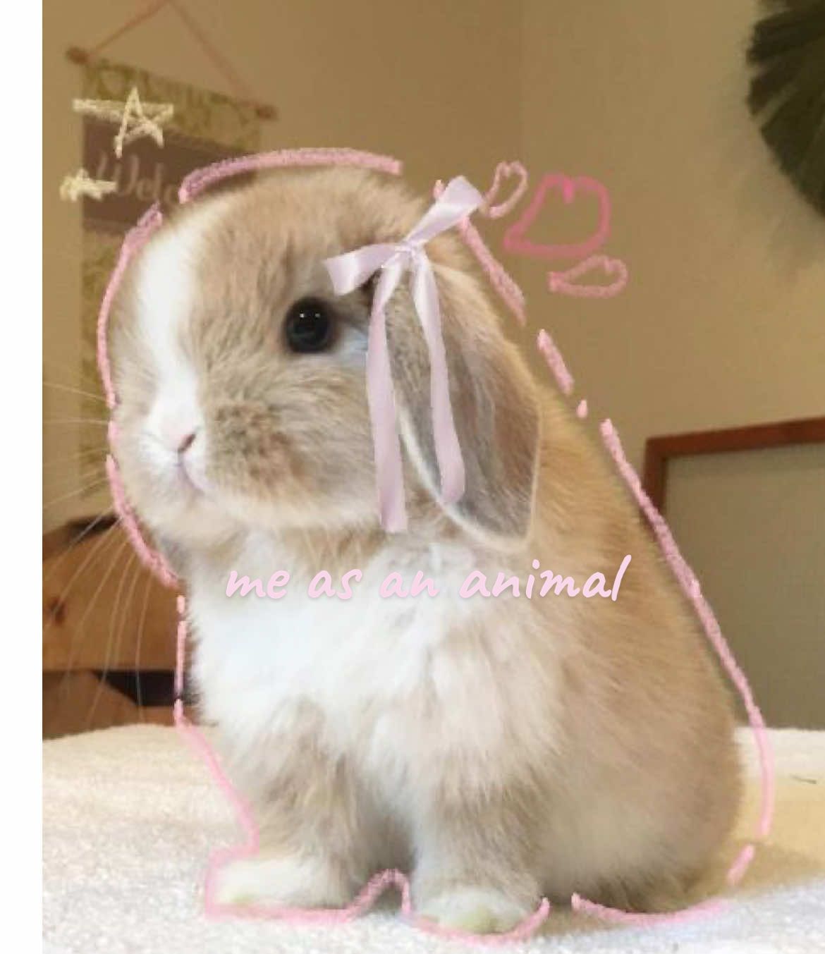 #bunny #bunnymoodboard #bunnies #spiritanimal #aesthetic 