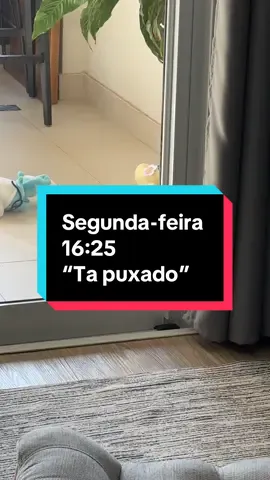 Soninho da beleza!! #LuizOMaltes #foryoupage #fyp #dogtokbrasil #maltese 