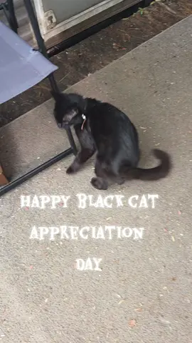 #blackcatsoftiktok 