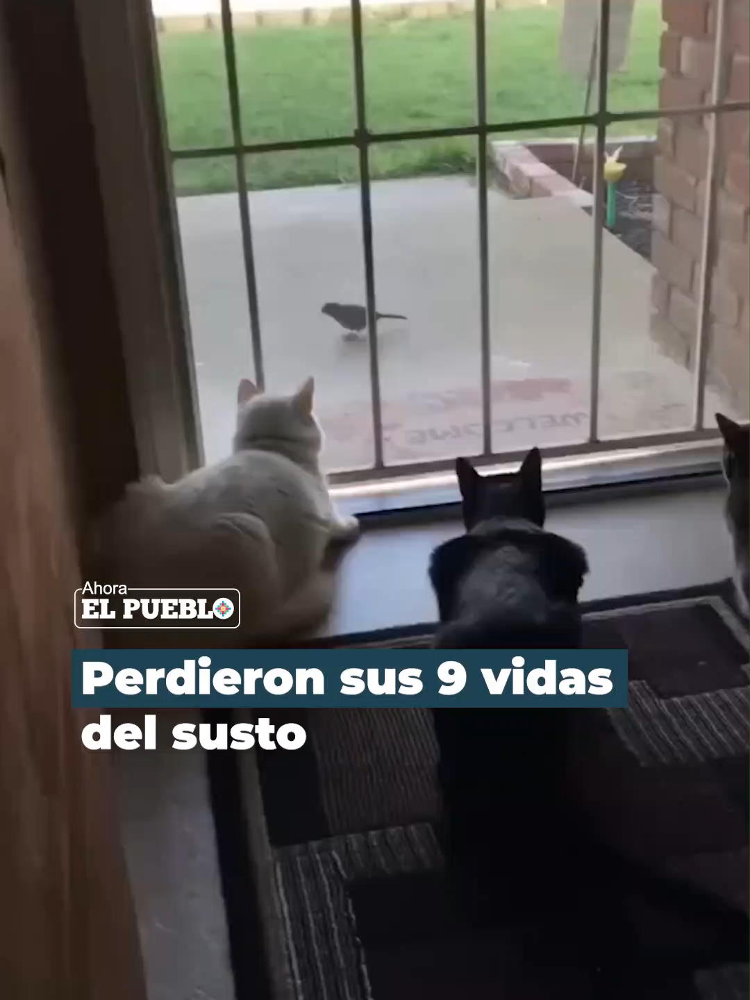 🙀😹 Un grupo de gatos observaba atentamente a un pájaro que paseaba por el jardín. De pronto, su hermano perruno se acercó cuidadosamente por detrás y, con un fuerte ladrido, los hizo saltar del susto. Video: gouri.layek #AhoraElPueblo #Viral #Comedia #Gatos #perro #susto #animales