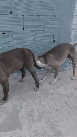 😍😊 #dog #dogbreeding #dogmeeting #viral #tiktok