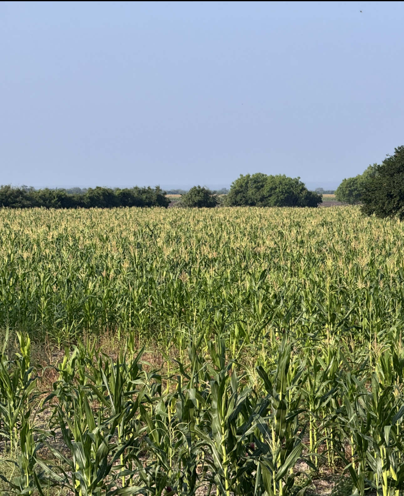Sin campo no hay país #agricultura #sinmaiznohaypais #preciosjustosparaelcampo #maiz 