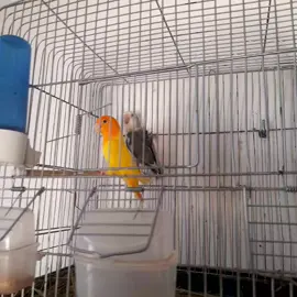 التفاصيل في أول تعليق  #ليبيا #طرابلس #بنغازي #مصراته #طيور 