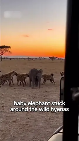 I Rescued and Saved a Baby Elephant #elephant #rescue #wholesome #calf 