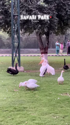 Safari park Lahore🤍 #safaripark #tiktok #trending #foryou #viral 