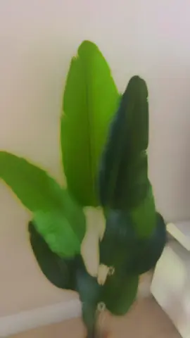 #plantas #plantasdeinterior #decoracion #artificialtree 