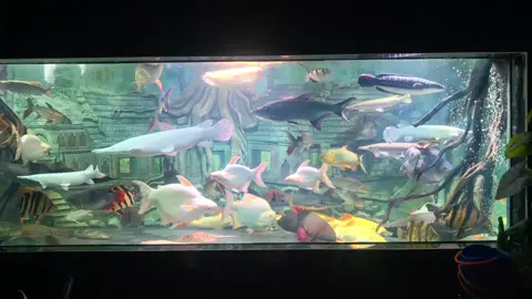 nơi mà nhìu anh em chơi cá thích nhất #xuhuong #hocongdong#casanmoicongdong 