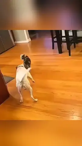 #animalsfunny #dog #cat #funnyvideos #funny 