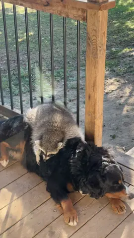 Trading belly rubs for afternoon cuddles 🥰 #besties #racoonsoftiktok #beenese #cuteanimals 