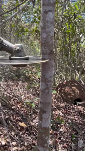 #roçadeira #vidanocampo #vidanarroça #popular #agro 