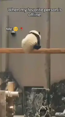 (🐥🌸🥸) 🥺😭 #lifeline🌸🐥 #reposted #growmyaccoun #100kviews #lifeline 