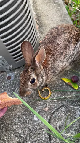 Bunny 🐰 #comingout #eating #hiding 