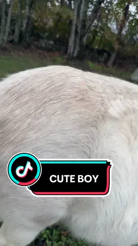 Wait and see how CUTE he is #horse #horsetok #minihorse #minifarm 