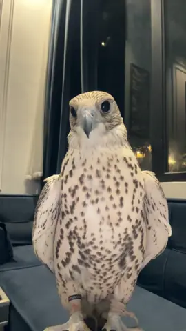 #foryourpage #foryou #Summer #الرياض #صقر #ماشاءالله 