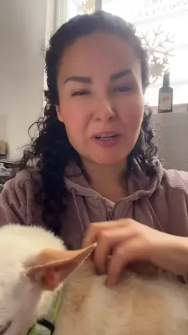 Tu casa huele a perro 😳 elimina los olores #perrhijo #gathijo #mascotas #desodorante #tiktokshopmx @petclear.mx 