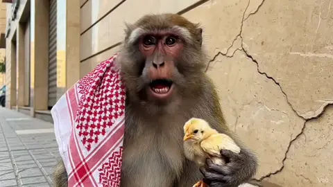 qrood abha #ذكاء_اصطناعي #قرد #fyp #fouryou 