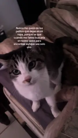 #cat #gatito #amor #mascota