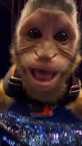 Monkey Enjoying 😂 . #fyp #soraai #sora #monkey #monkeyvideo 