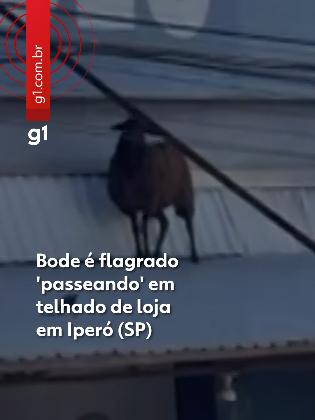 Black Phillip, é você? Um bode foi flagrado em uma situação inusitada na cidade de Iperó, interior de São Paulo, ao subir no telhado de uma loja localizada na avenida Vereador Doutor José Marques Penteado. O caso aconteceu na quinta-feira (23) e chamou a atenção de moradores e comerciantes da região. A cena foi registrada por Kaique Kuzzo, dono de um comércio em frente ao local, que relatou ter se surpreendido ao ver o animal sobre o telhado. Kaique contou que estava trabalhando quando ouviu os funcionários comentarem sobre o bode. Ao sair para verificar, viu o animal no alto da loja e não conteve o riso. Após algum tempo, um homem subiu para resgatar o bode e o retirou do local. O episódio gerou curiosidade e divertiu quem passava pela avenida naquele momento. De acordo com outro comerciante da região, o bode pertence a um lojista próximo. Após o resgate, o animal foi levado de volta para casa. Não houve registro de danos ou feridos, e o caso repercutiu nas redes sociais pela situação incomum. Saiba mais clicando em 