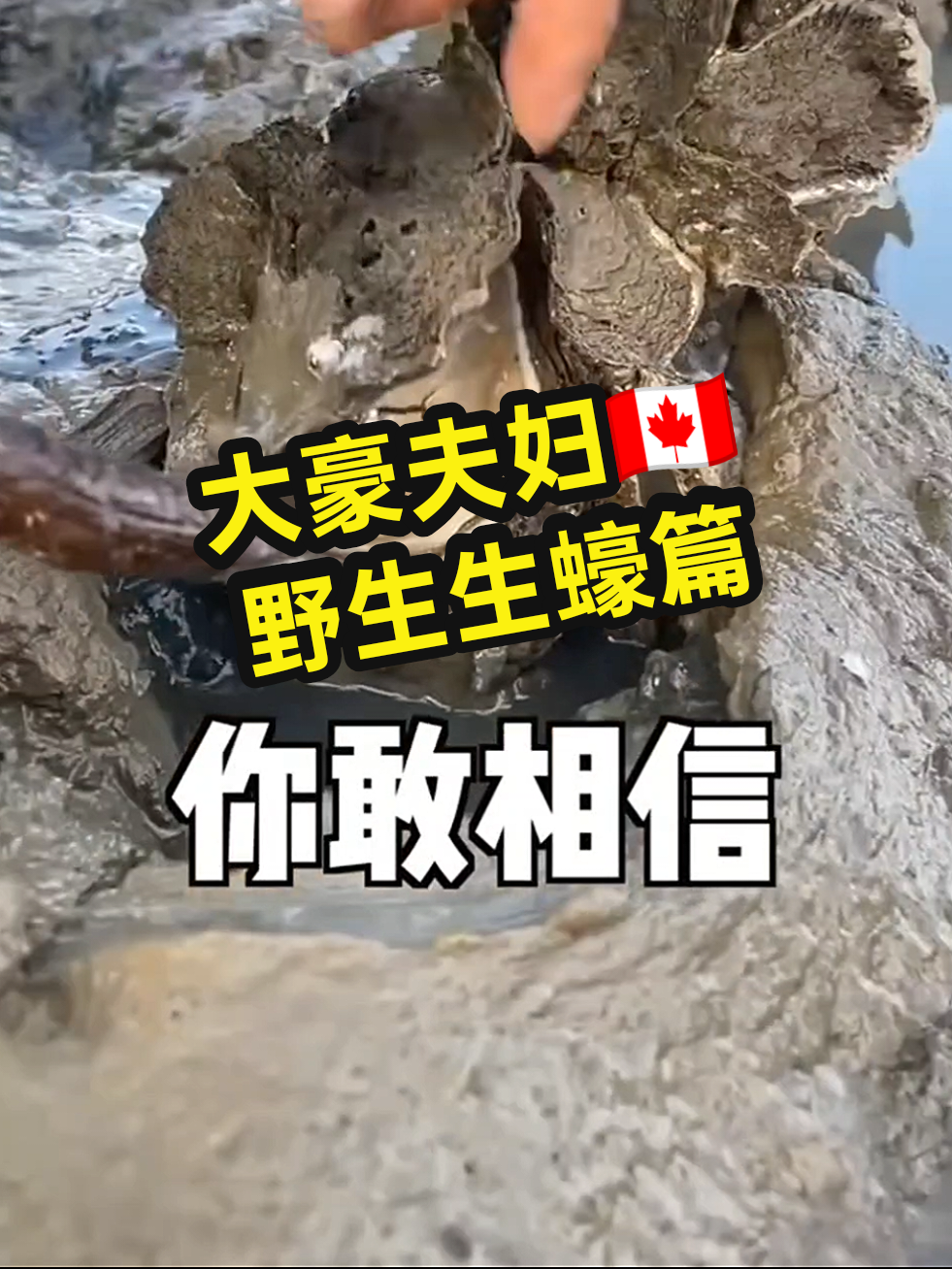 #大豪夫妇 #撿拾野生生蠔篇 #旅拍vlog#🇨🇦旅遊紀錄#网红  