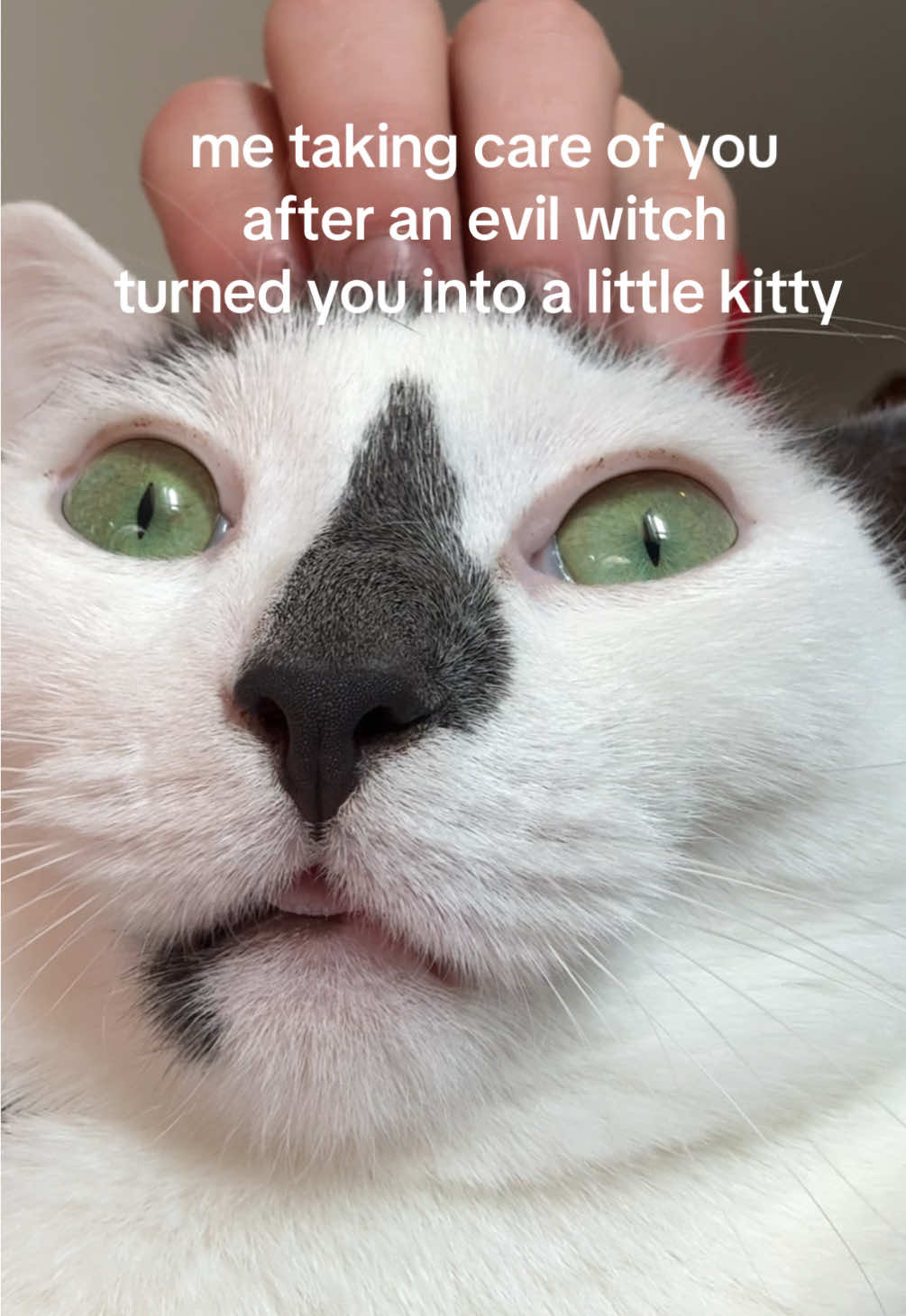 can the witch truly be evil if a little kitty comes out of it? #catsoftiktok #funnycats #catlover #catmemes 
