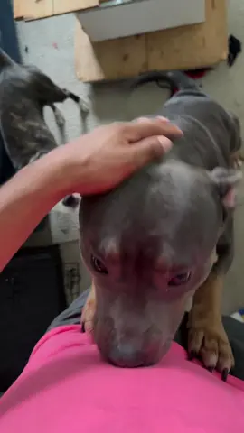 #gooddoggies #pitbullsoftiktok #bullybreeds #viralvideo #justforyou 