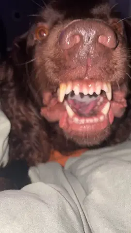 Guess we gotta go to the park now #dogmom #parentinghacks #bribe #trendin #park 