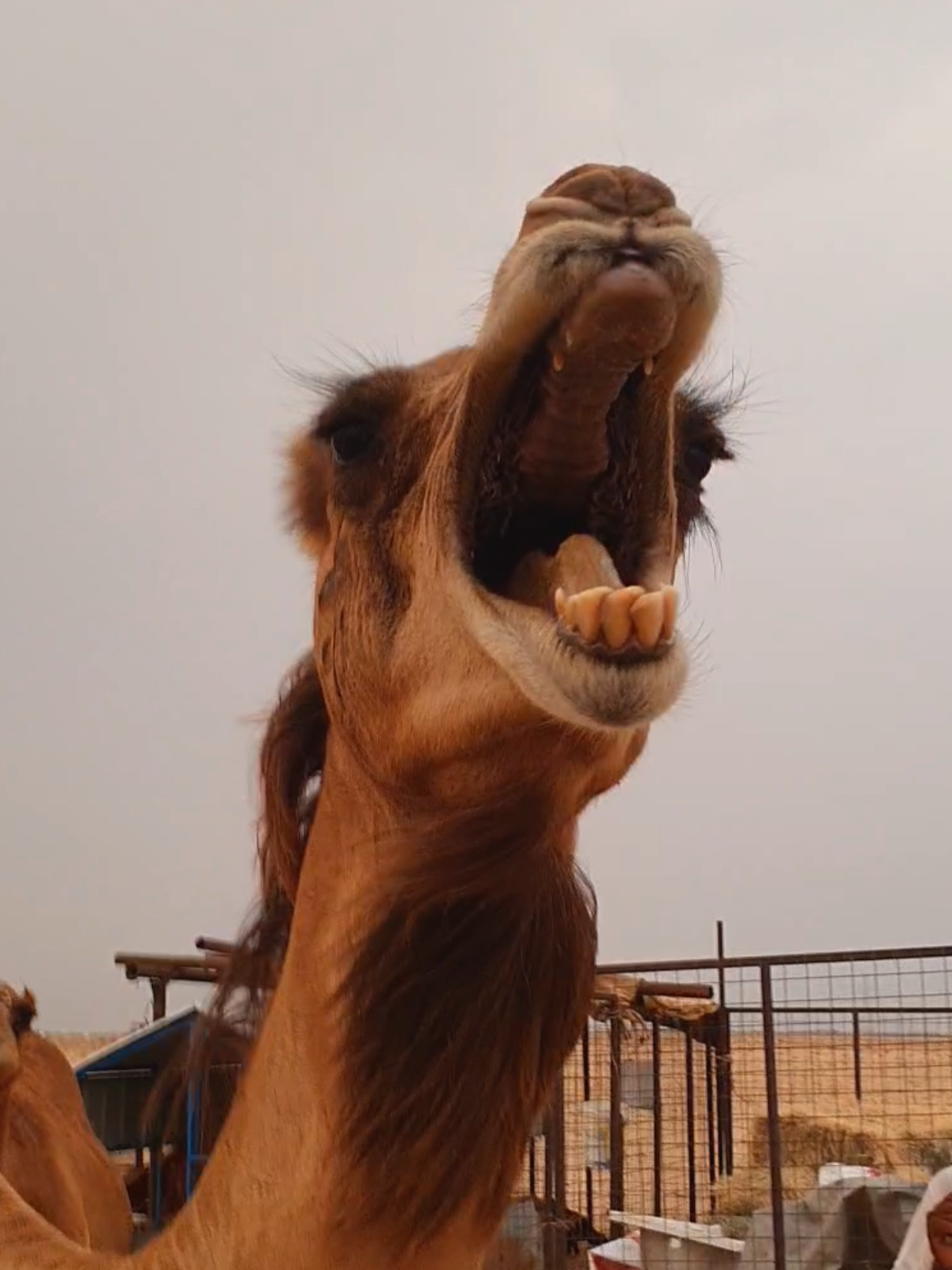 Funny animals | part 82🤣🤣🤣#foryou 