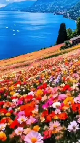 مجارير الاشراف#الشريف #مالي_خلق_احط_هاشتاقات #explo #الشعب_الصيني_ماله_حل😂😂 #fy  