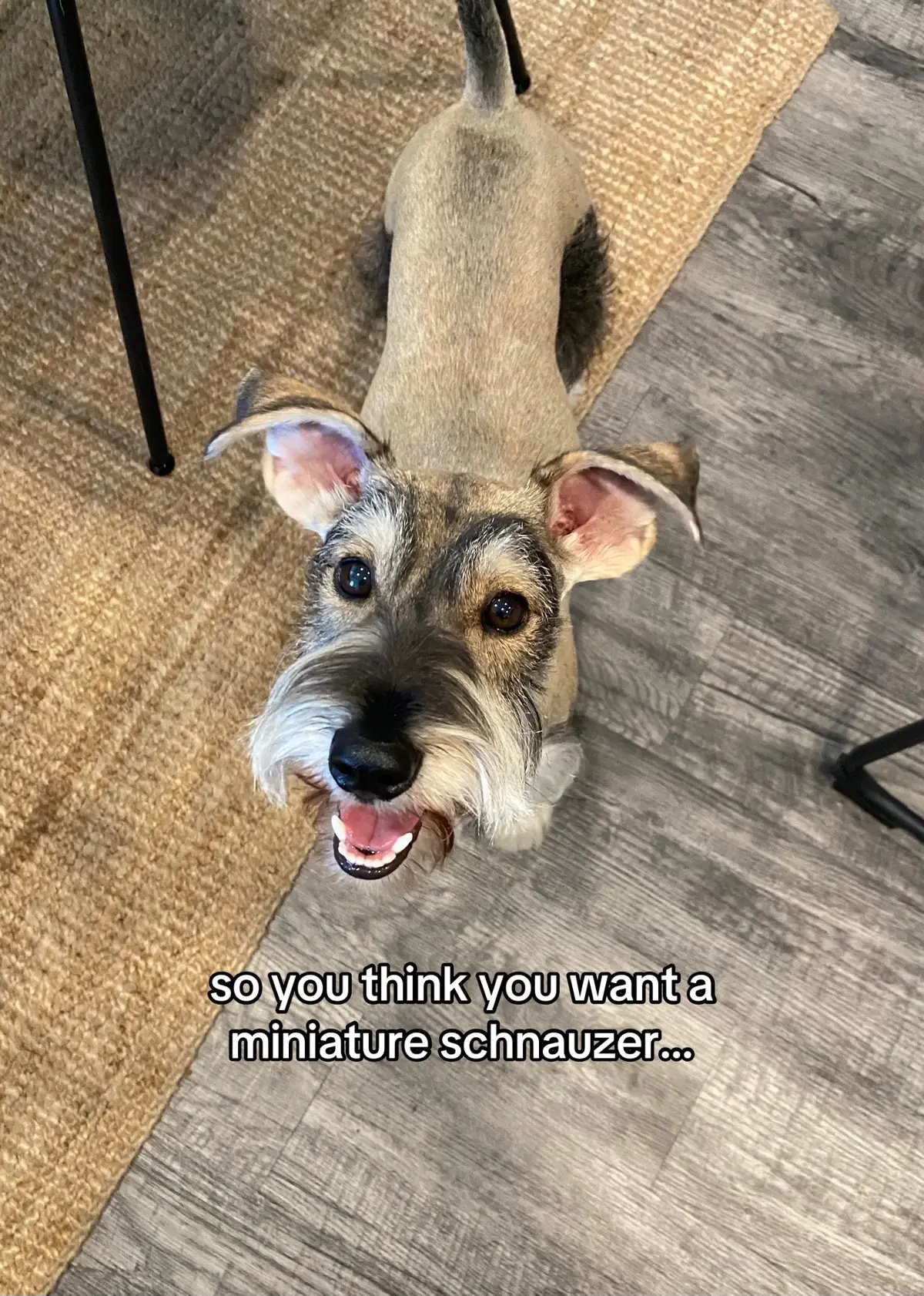 #minischnauzer #miniatureschnauzer #minischnauzersoftiktok 