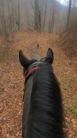 Bulletproof Faith. #appalachia #horses #Standardbred 