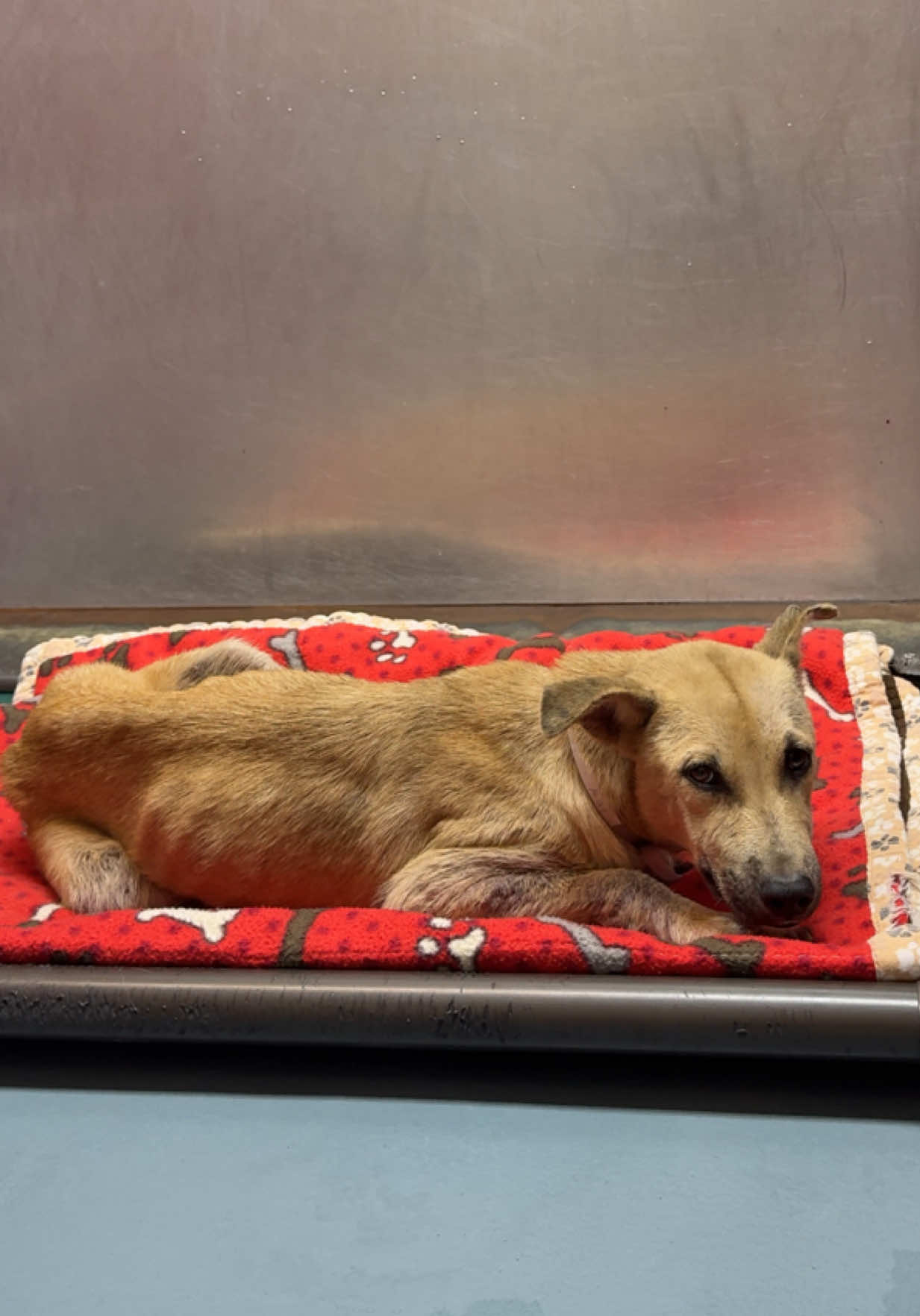 Update: Safe with a barc foster- available for adoption through the shelter —  🚨Prada will be euthanized Tuesday 10/28🚨 Prada is completely shut down. For the most part she stays tail tucked and frozen. I believe she only lets me pet her because she’s scared and thinks if she stays still I won’t do harm to her. Outside we let her soak up some sun off leash but  putting her back on the leash was a bit of a challenge because she’s kind of hard to catch in a large open area. Timid dogs will run and hide any chance they get so she needs to be on a leash at all times if she’s outside. Scared dogs take time and patience and need someone who understands they’re not going to be your immediate best friend. They need to feel you can be trusted so they can let their guard down.  •Questions? Check the FAQ on my Instagram highlights  •ID: #A2042813  •Intake: stray (found laying in a driveway with another dog, unsure who the other dog is or if that dog was also caught) •female •8M •38lbs •Heartworm negative   •shep mix •good with cats? Unknown Please be aware that all euth dogs need a hold by 1PM. If you want to help, please be proactive do not wait! If you're interested in a pet and live out of state, I encourage you to reach out to your local rescues to see if they pull from Texas shelters. 🛑 Before you comment something unkind, please understand this: I receive the euthanasia list from the shelter between 1–3PM, and the deadline to save the listed dogs is 1PM the following day. This timing is completely out of my control. I can’t take every dog home or hold any dog for anyone for any period of time, I already have several dogs and fosters in my care. 📌 Please contact BARC if you are local and can help! Neither BARC nor I can assist out of state adoption or foster offers. I am NOT the shelter. 💌 𝗔𝗹𝗹 𝗵𝗼𝗹𝗱𝘀 𝗠𝗨𝗦𝗧 𝗯𝗲 𝗶𝗻 𝘄𝗿𝗶𝘁𝗶𝗻𝗴, 𝘀𝗼 𝗽𝗹𝗲𝗮𝘀𝗲 𝗱𝗼 𝗻𝗼𝘁 𝗖𝗮𝗹𝗹. 𝗜𝗳 𝗟𝗼𝗰𝗮𝗹 𝗮𝗻𝗱 𝗶𝗻𝘁𝗲𝗿𝗲𝘀𝘁𝗲𝗱 𝗶𝗻 𝗙𝗼𝘀𝘁𝗲𝗿𝗶𝗻𝗴 𝗼𝗿 𝗔𝗱𝗼𝗽𝘁𝗶𝗼𝗻, 𝗲𝗺𝗮𝗶𝗹 𝗮𝗹𝗹 𝗯𝗲𝗹𝗼𝘄:  barcfoster@houstontx.gov barcadoptions@houstontx.gov BARC.Aid@houstontx.gov 𝐏𝐥𝐞𝐚𝐬𝐞 𝐮𝐬𝐞 𝐭𝐡𝐞 𝐚𝐧𝐢𝗺𝐚𝐥’𝐬 𝐬𝐞𝐯𝐞𝐧 𝐝𝐢𝐠𝐢𝐭 𝐈𝐃 𝐧𝐮𝗺𝐛𝐞𝐫 𝐰𝐡𝐞𝐧 𝐜𝗼𝐧𝐭𝐚𝐜𝐭𝐢𝐧𝐠 𝐭𝐡𝐞 𝐬𝐡𝐞𝐥𝐭𝐞𝐫. 📍BARC Animal Shelter  3200 Carr St Houston, TX 77026 www.houstontx.gov I am not the shelter and do not decide which animals are placed on the list or what their outcomes will be. I’m just a volunteer networking and advocating for at-risk dogs. The shelter is legally required to accept every animal brought to them regardless of breed, temperament, health, or circumstance. Because intake is so high and space is so limited, there is a daily euthanasia list. #adoptdontshop #fosteringsaveslives #shelterdog #rescuedog 