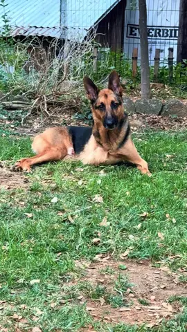 The diamond 💎🥰 #roo #specialneeds #tripod #rescued #adoptedandloved 