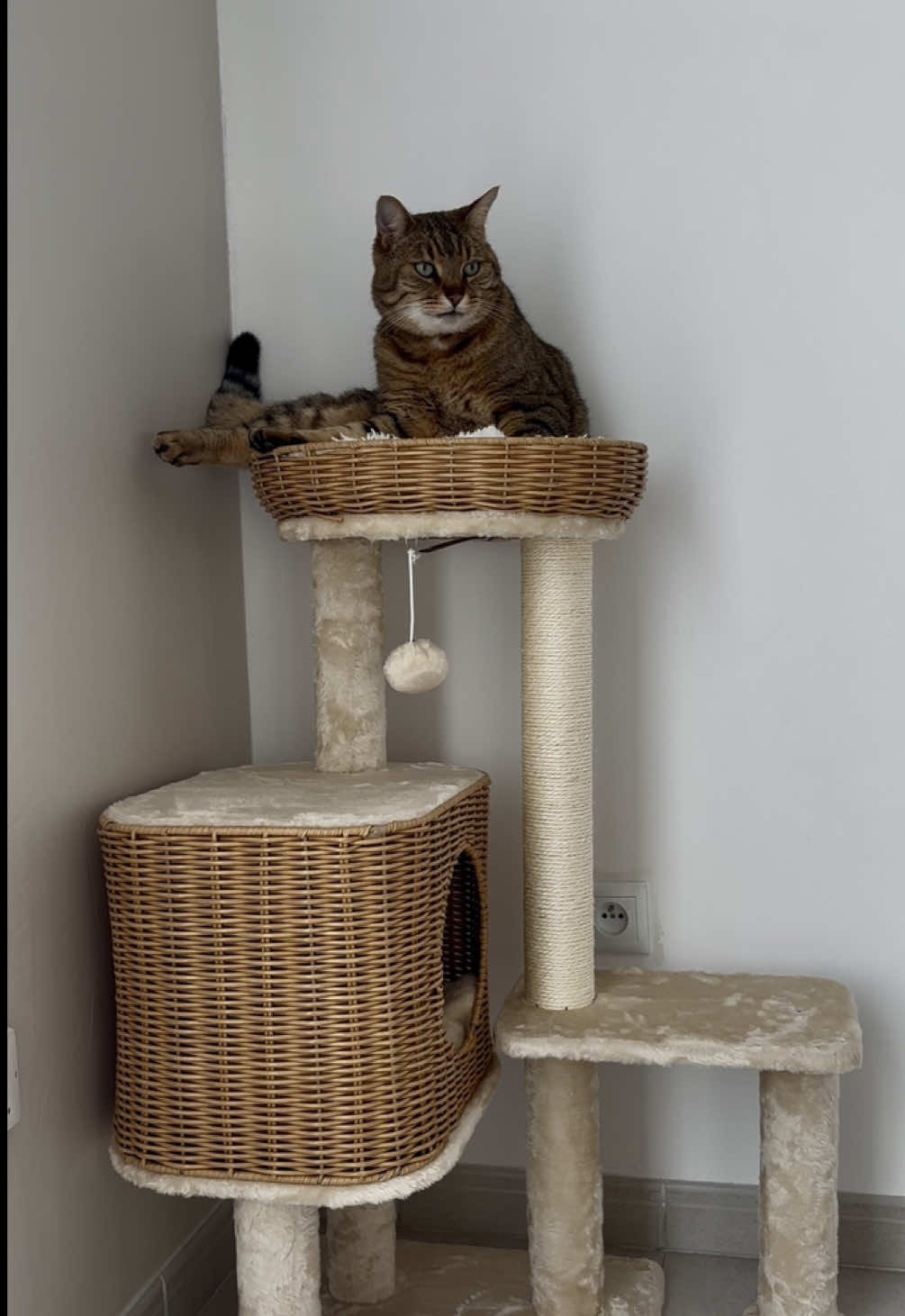 Bref 80€ bien investi 🫠 . #cat #fail #funnycat #cattok #fyp 