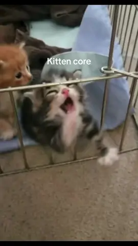 Kitten core #cats #catsoftiktok #fyp #foryou #kitten 