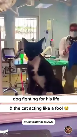 When your cat hates meeting the vet... #cat #funnycat #funnyvideos #fyp #pourtoi 