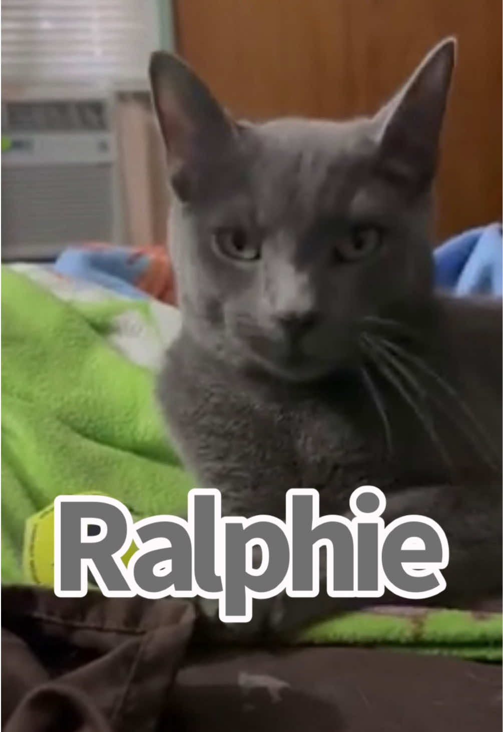This is one of the most #intense #rescues I’ve ever done, and afterward I decided to buy a net and a catch pole.  Revisiting Ralphie Ralphie was stuck in this tree for 5 days without a hope of coming down on his own. Another climber in the NE Ohio area tried to reach him using spikes, but was unable to get up to where Ralphie was perched.  After working 10 hours then over 2 hours driving to reach The Akron area, I was tuckered, and Ralphie did not make it easy on me.  #catinatree #animalrescue #thecatsinthebag  @Connie Palmer 