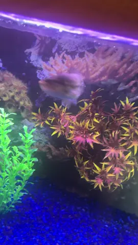 Spooky season what are your plans? #blowitup 