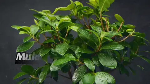 #oromogospelsong🙌🏾🙌🏾🙌🏾  #ethiopian_tik_tok🇪🇹🇪🇹🇪🇹🇪🇹  @alamayo😭