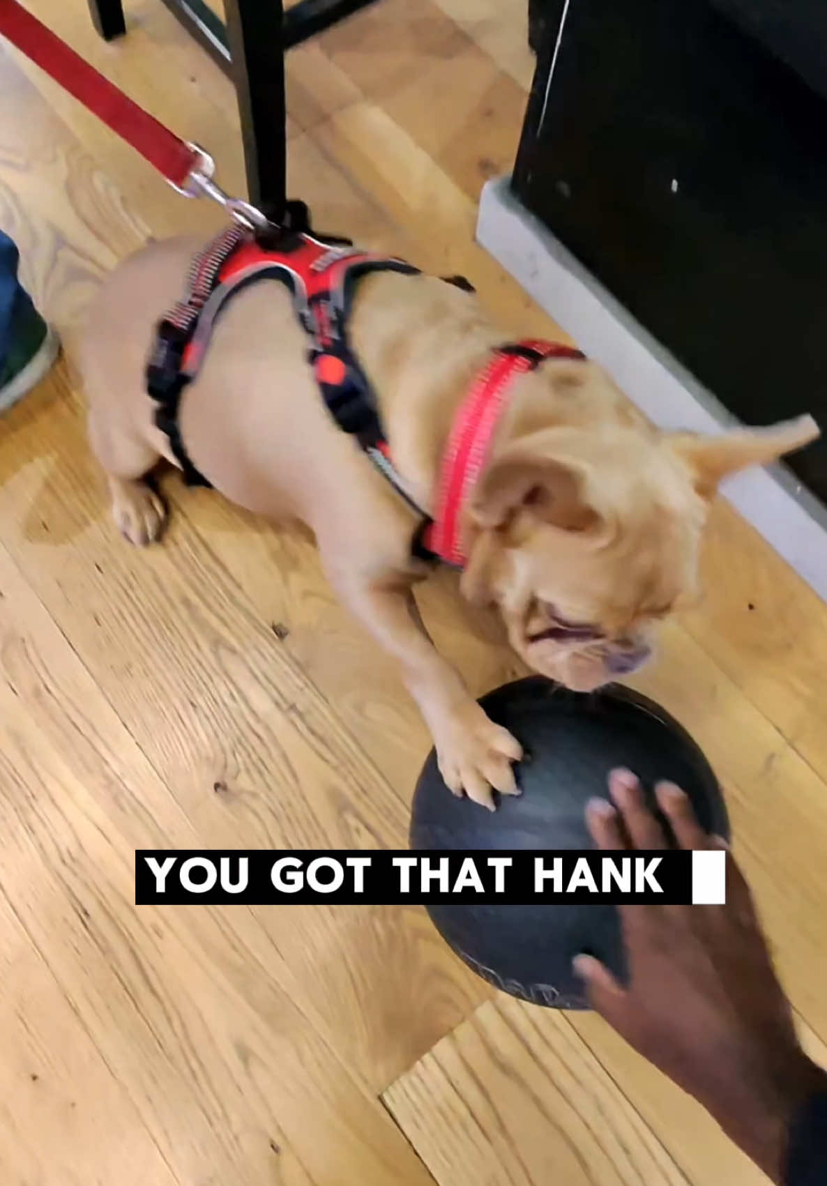 🏀 Free Throws for Sneakers. Come Shoot With Us at 710 Broadway #sneakers #sneakerstore #sneakerhead #SmallBusiness #bulldog 