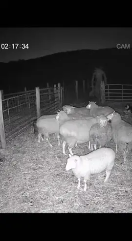 #fyp #follow #cctv  #strang #like  What is this creature?  It's so weird  !