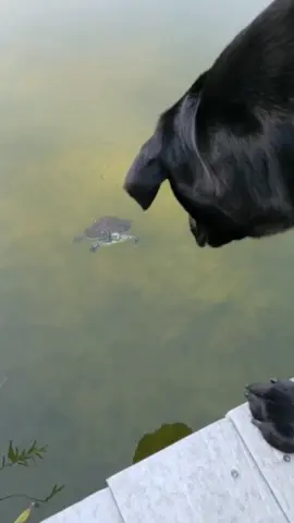 Saba is a professional turtle watcher!!  *that was turtle food I threw in* #lake #labrador #dog #turtle #florida 
